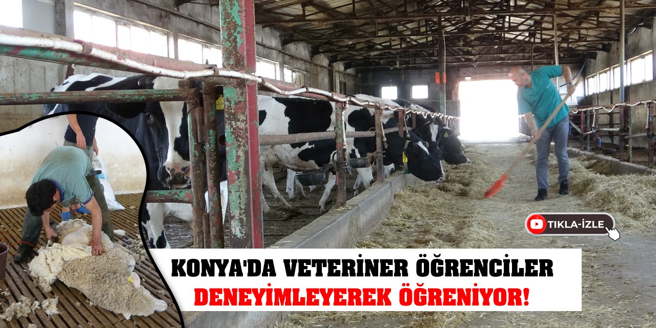 Konya'da veteriner öğrenciler deneyimleyerek öğreniyor!