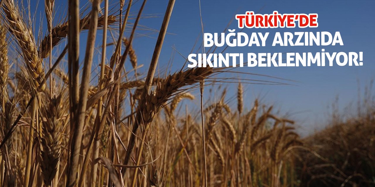 Türkiye'de buğday arzında sıkıntı beklenmiyor