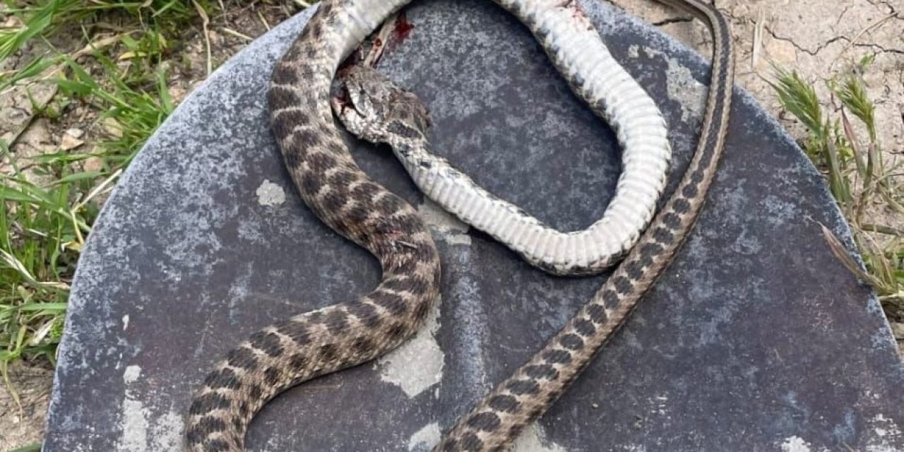 Havalar ısındı, yılanlar evlere girmeye başladı