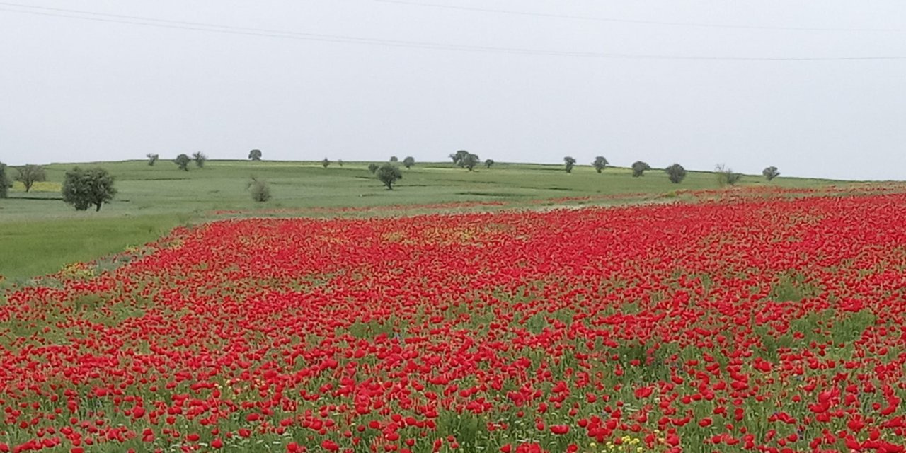 Konya'da ekin tarlaları kırmızıya boyandı
