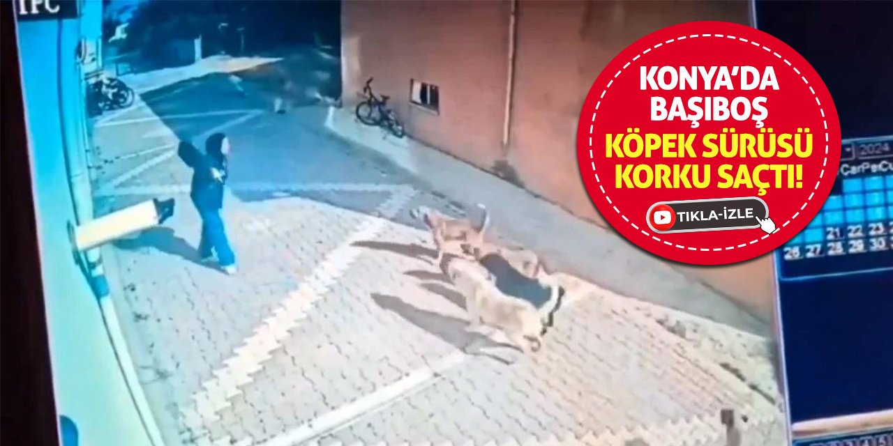 Konya’da Başıboş Köpek Sürüsü Korku Saçtı!