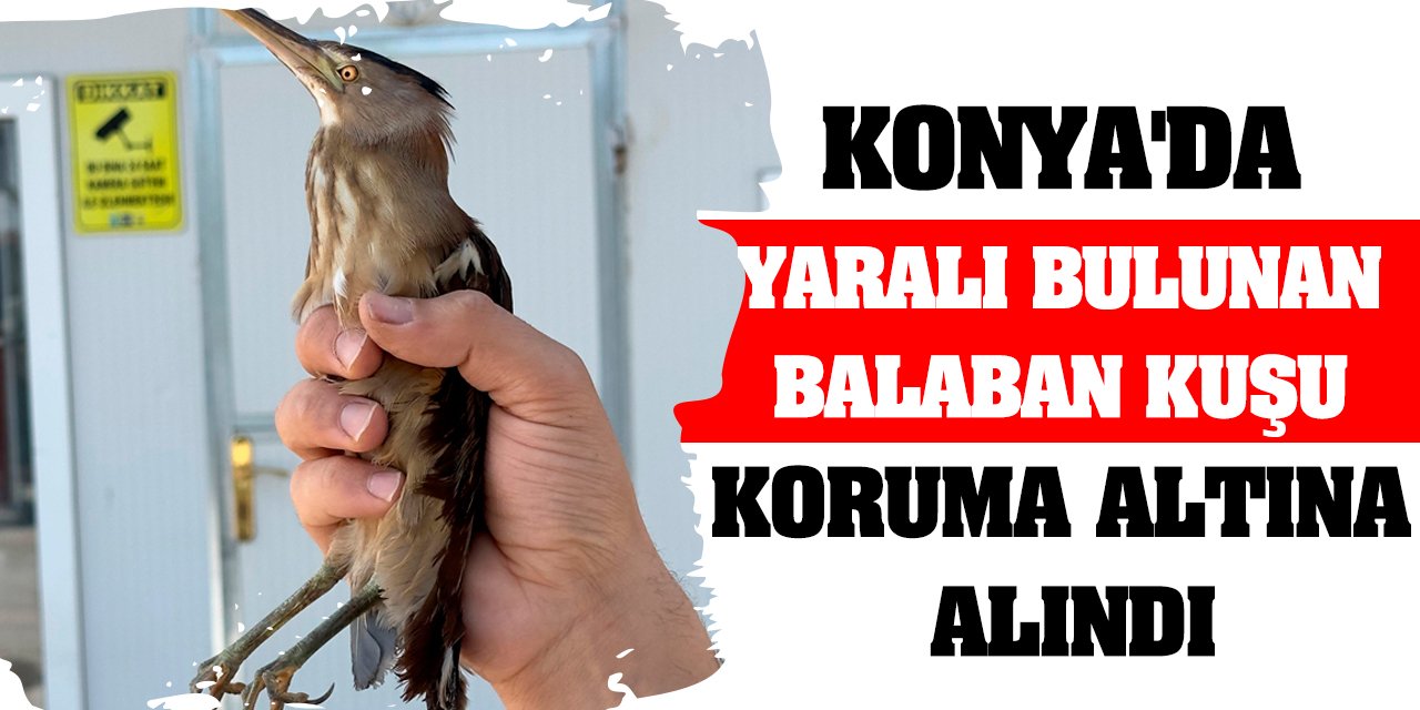 Konya'da yaralı bulunan balaban kuşu koruma altına alındı