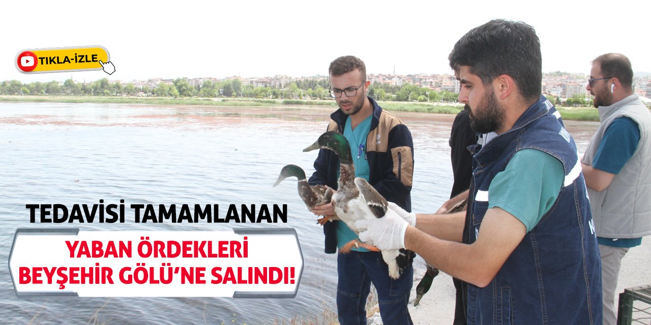 Tedavisi tamamlanan yaban ördekleri Beyşehir Gölü’ne salındı!