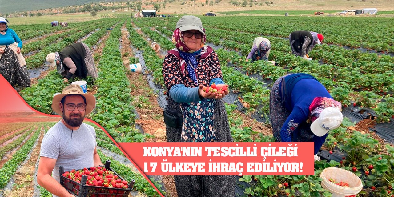 Konya'nın tescilli çileği 17 ülkeye ihraç ediliyor!