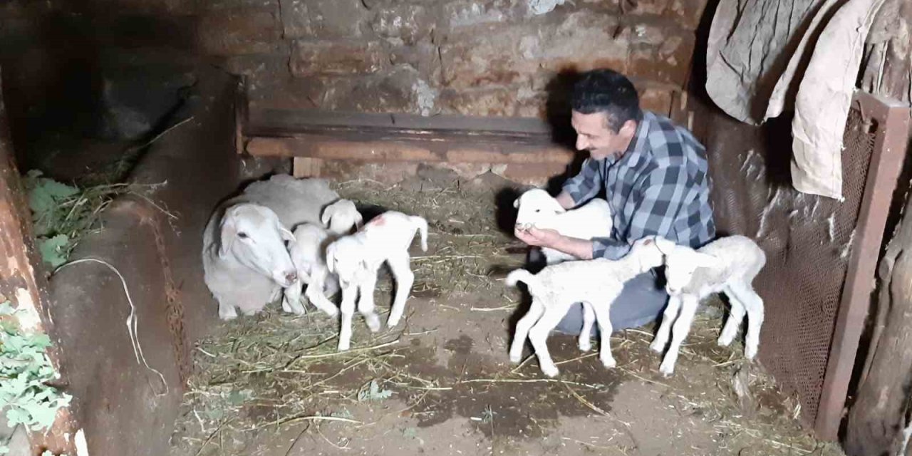 Bolu’da bir koyun tek seferde beşiz doğurdu