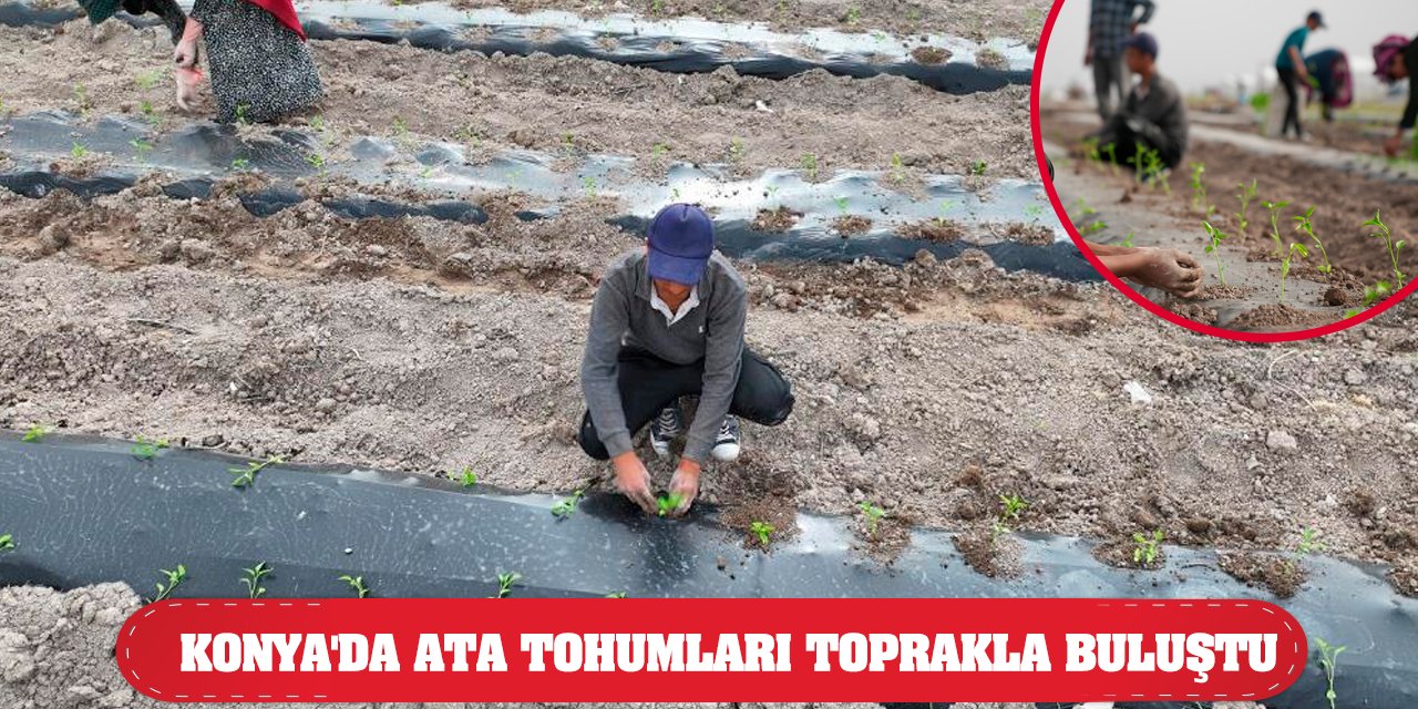 Konya'da Ata Tohumları Toprakla Buluştu