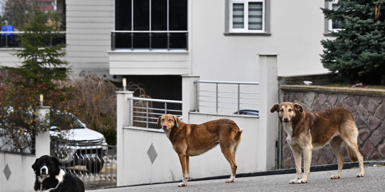 Başıboş sokak köpeklerine ilişkin düzenleme için gözler Meclis'te