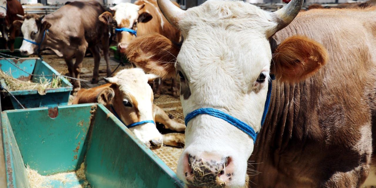 Kurban Bayramı'nda 3 milyon 200 bine yakın hayvan kesilmesi bekleniyor