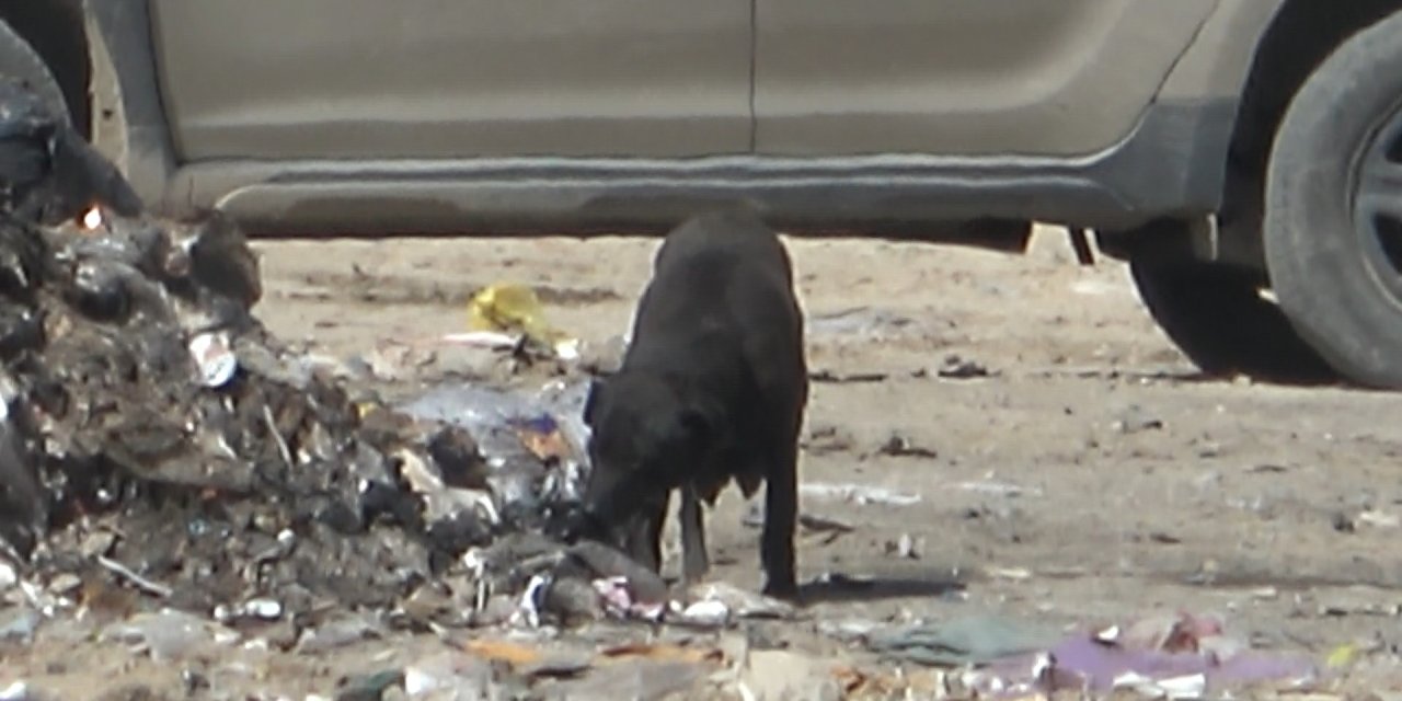 Yangında duygulandıran detay: Anne köpek dumanların içinde yavrularını aradı