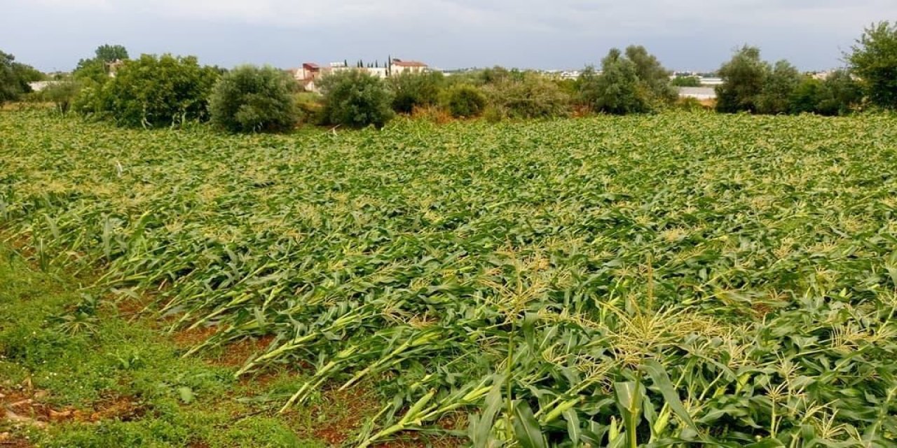 Ticaret Bakanlığı’ndan mısıra tarife kontenjanı
