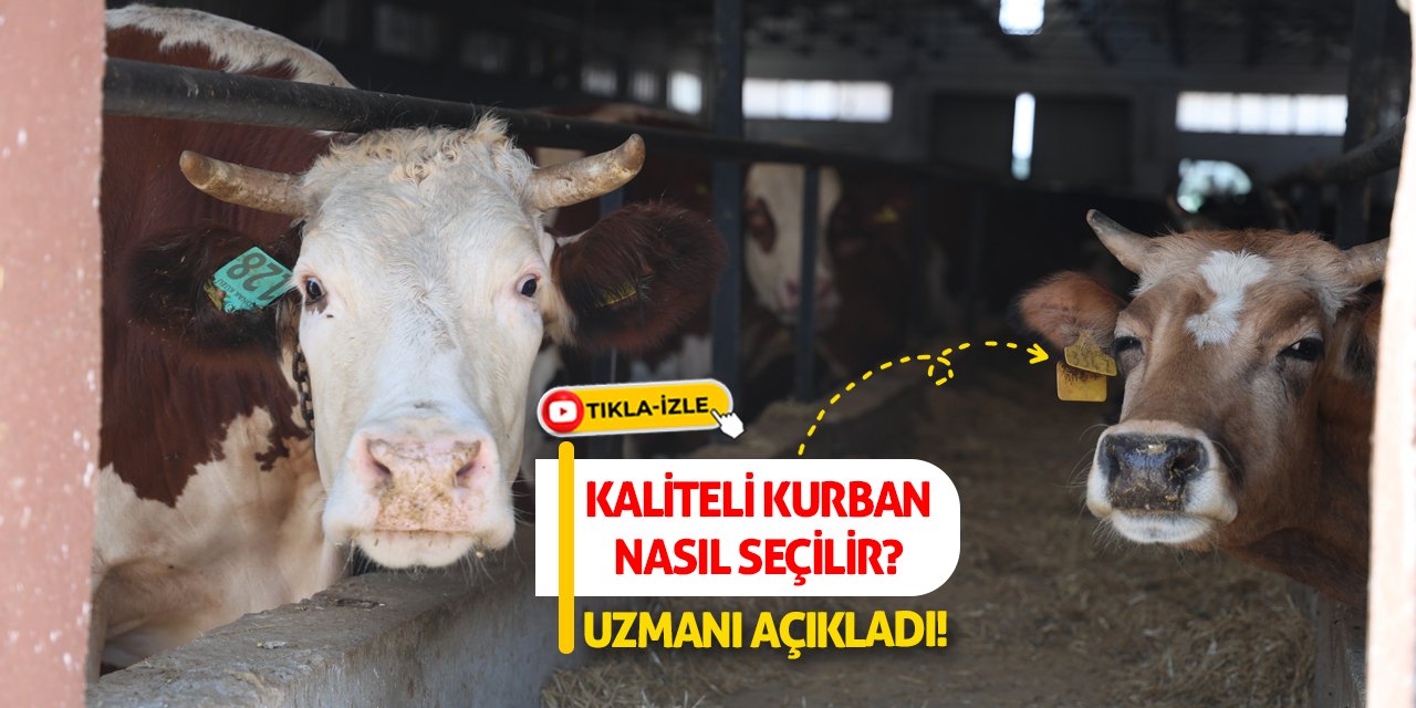 Kaliteli Kurban Nasıl Seçilir? Uzmanı Açıkladı!