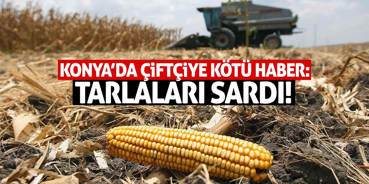 Konya’da Çiftçiye Kötü Haber: Tarlaları Sardı