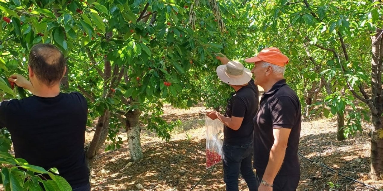 Konya'da meyve üretim alanlarında pestisit denetimleri