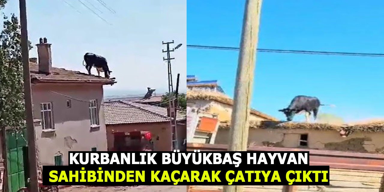 Konya'da kurbanlık büyükbaş hayvan sahibinden kaçarak çatıya çıktı