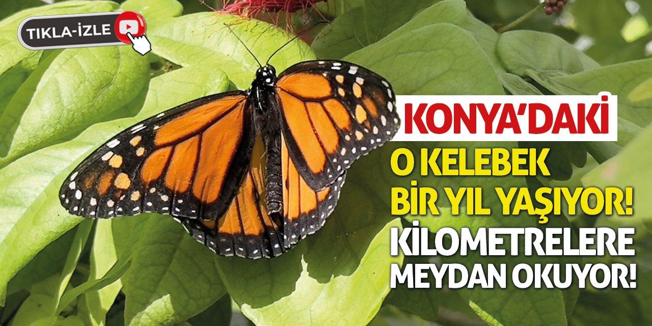 Konya'daki O Kelebek Bir Yıl Yaşıyor! Kilometrelere Meydan Okuyor!