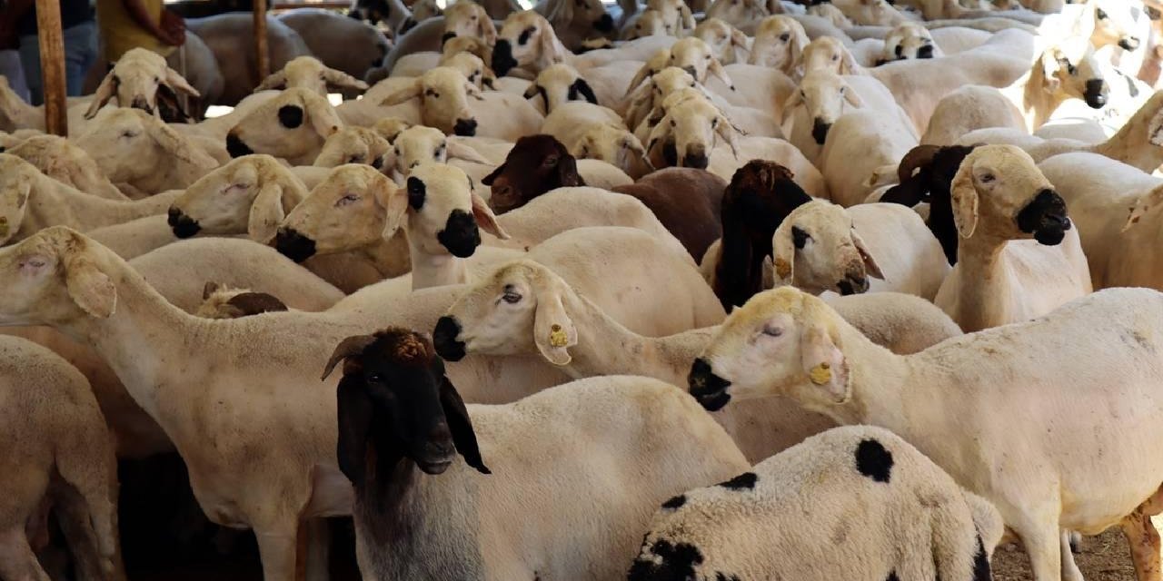 Türk Kızılay'ın bu yılki vekaletle kurban kesim fiyatı belli oldu