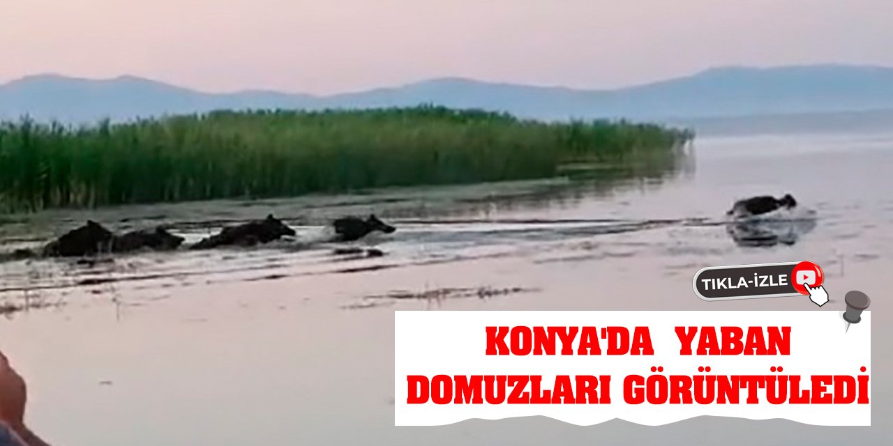 Konya'da yaban domuzları görüntüledi