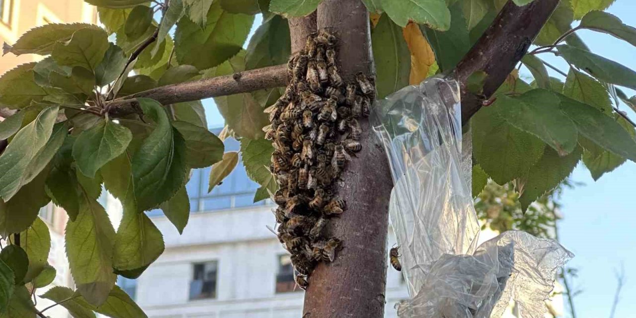 Yüzlerce bal arısı şehir merkezindeki parkı mesken tuttu