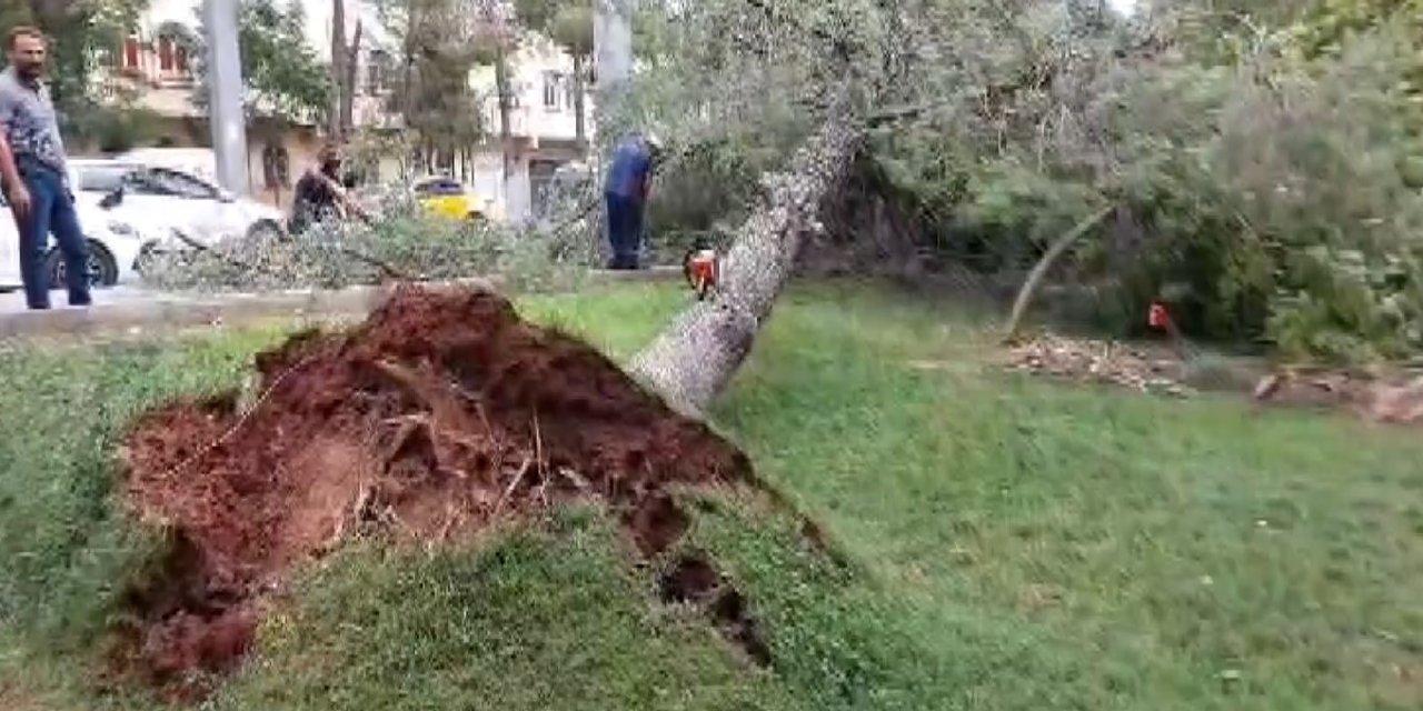 Gaziantep’te şiddetli rüzgar çatıları uçurdu, ağaçları kökünden söktü