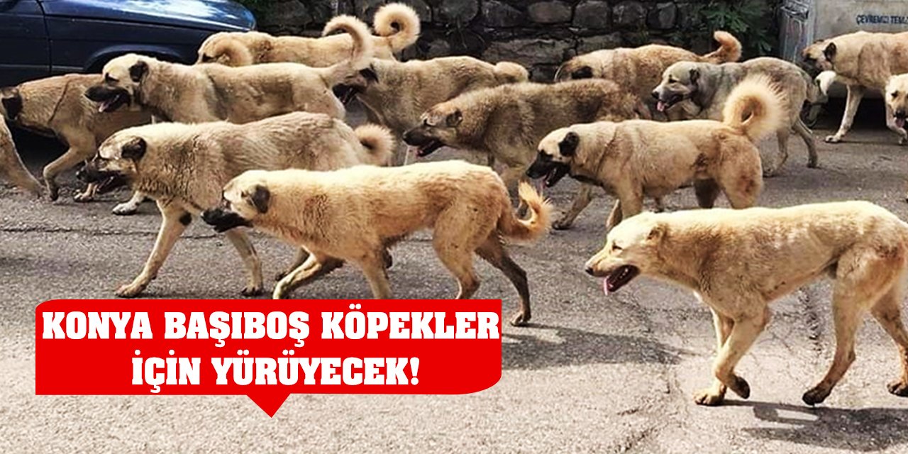 Konya Başıboş Köpekler İçin Yürüyecek!