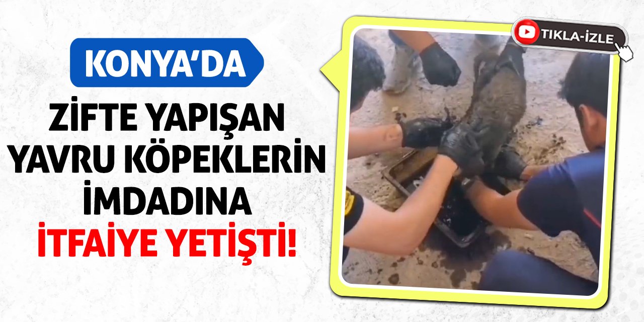 Konya’da Zifte Yapışan Yavru Köpeklerin İmdadına İtfaiye Yetişti!