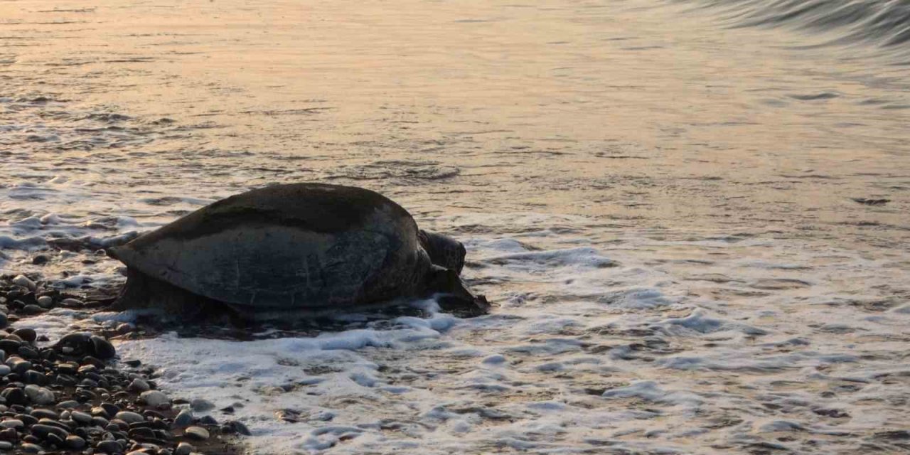 Mersin, sezonluk misafirlerini ağırlıyor