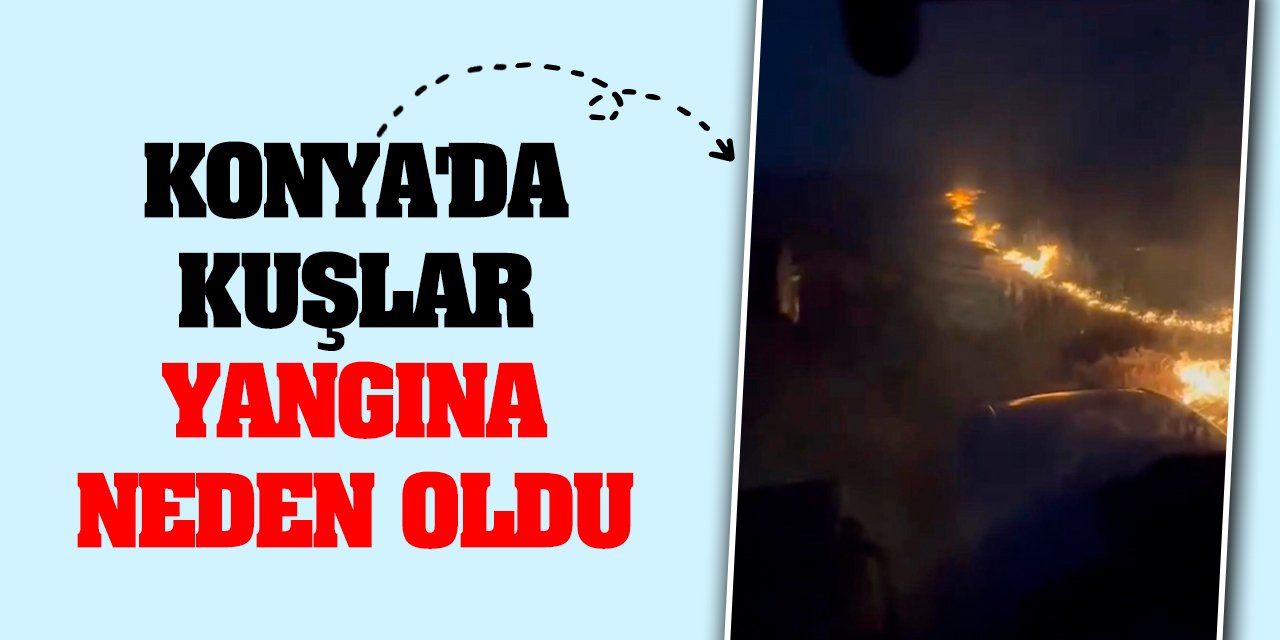 Konya'da kuşlar yangına neden oldu