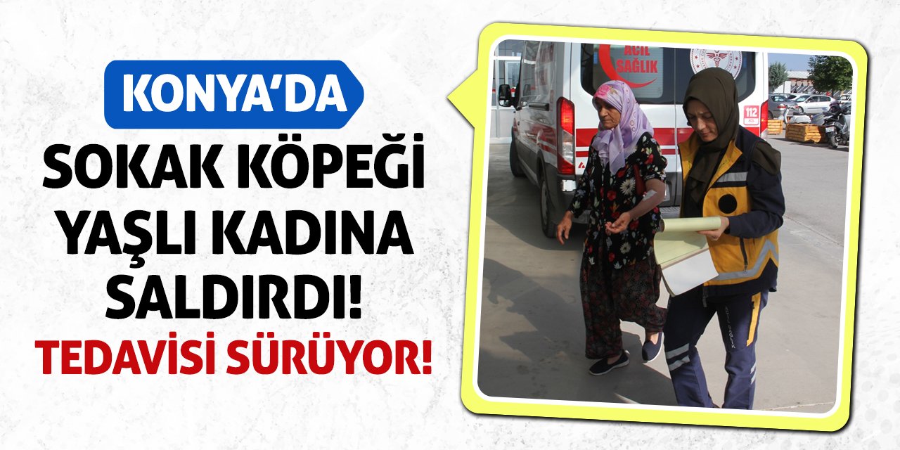 Konya'da Sokak Köpeği Yaşlı Kadına Saldırdı! Tedavisi Sürüyor!