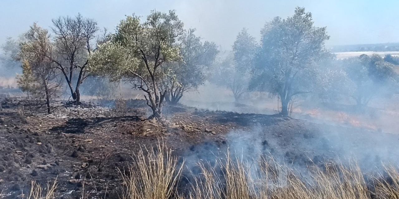 Çöplerden çıkan yangın, zeytin ağaçlarına zarar verdi