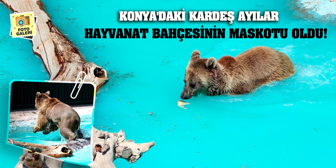 Konya'daki kardeş ayılar hayvanat bahçesinin maskotu oldu!