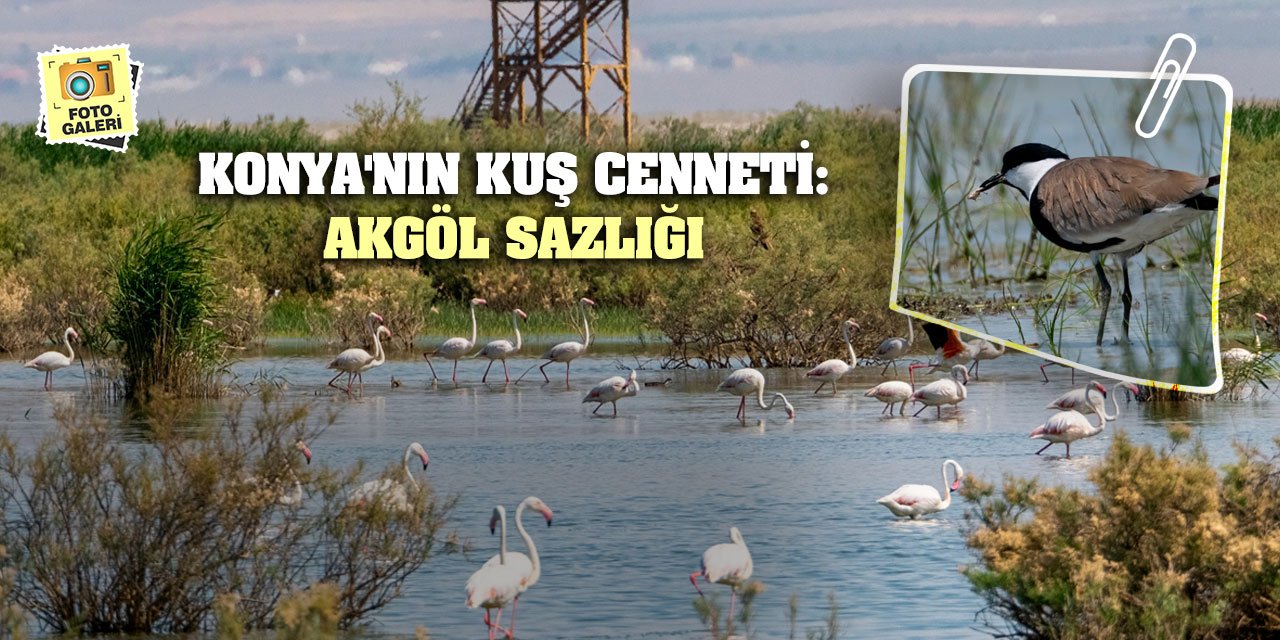 Konya'nın Kuş Cenneti: Akgöl Sazlığı
