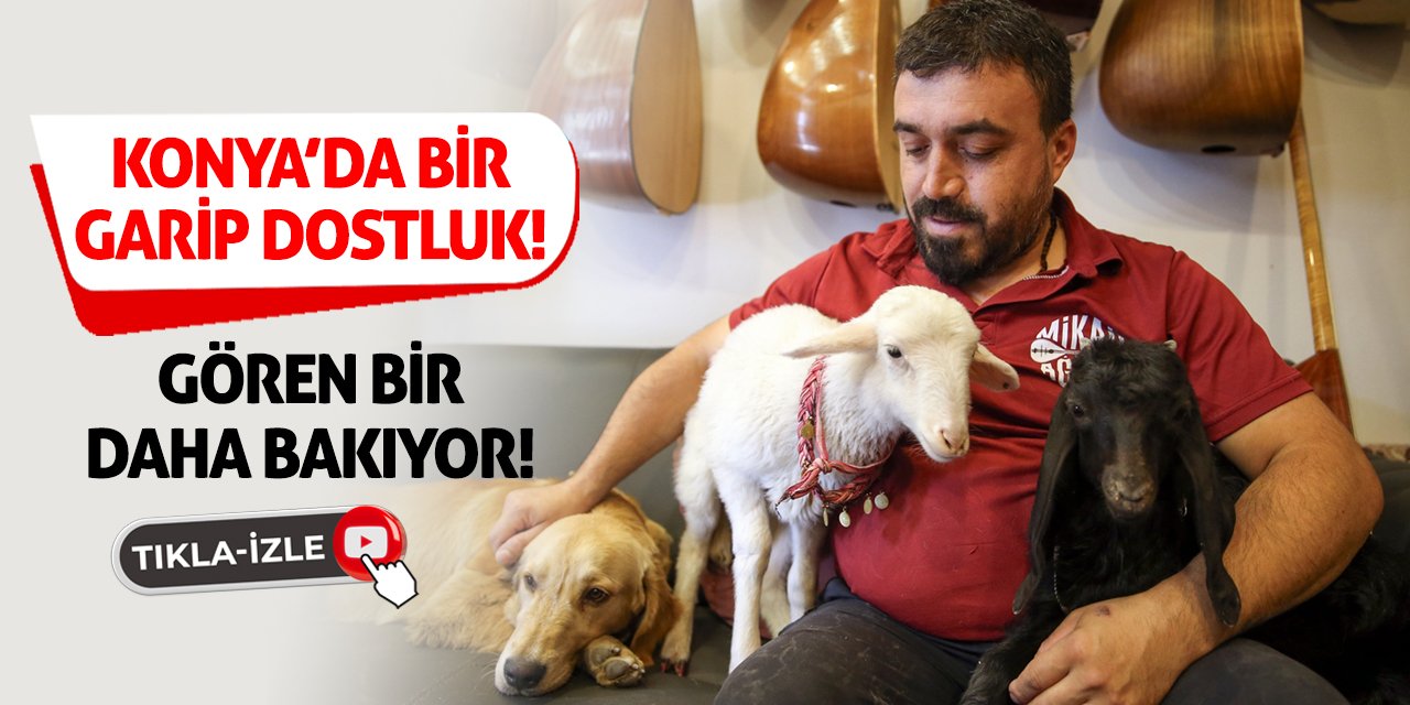 Konya'da Bir Garip Dostluk! Gören Bir Daha Bakıyor!