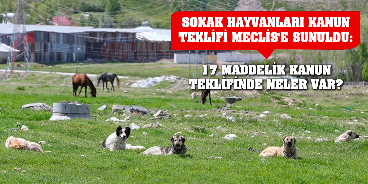 Sokak hayvanları kanun teklifi Meclis'e sunuldu: 17 maddelik kanun teklifinde neler var?