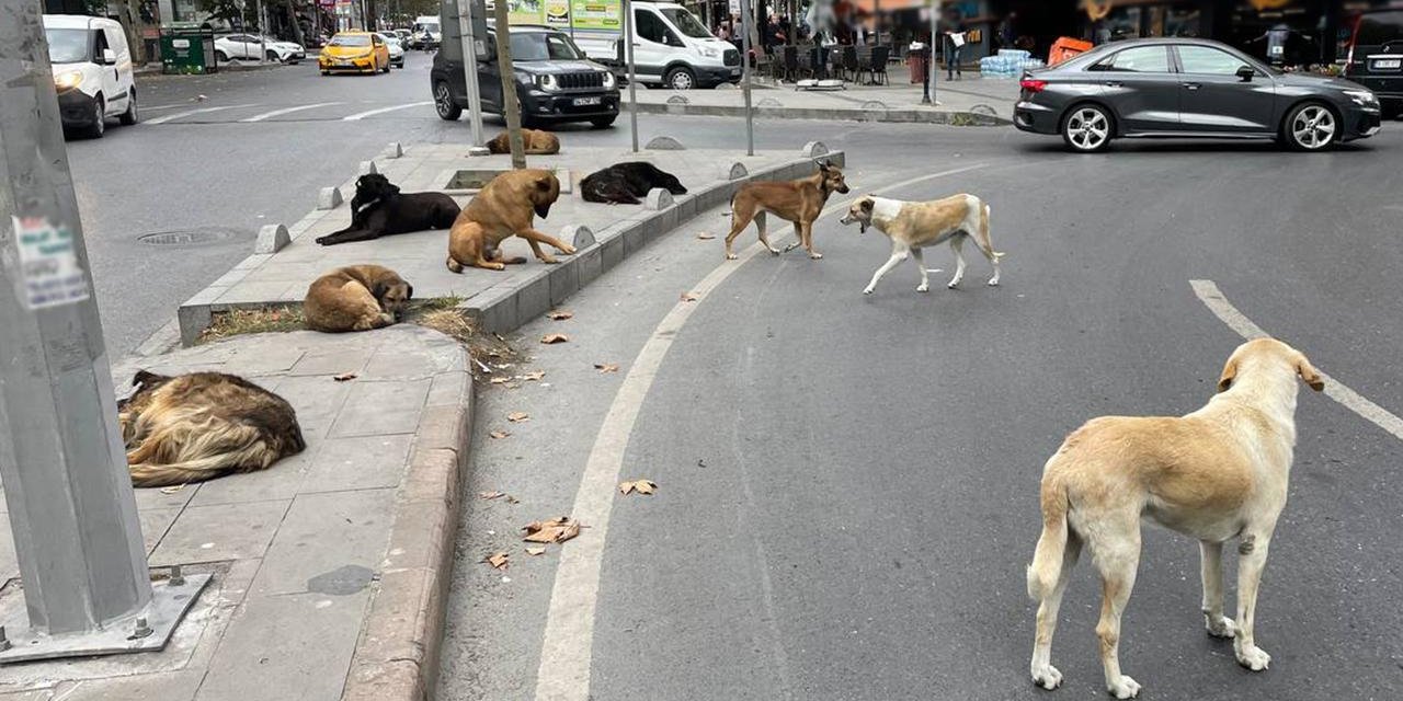 Başıboş köpek düzenlemesi bugün komisyonda görüşülecek