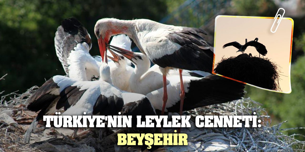 Türkiye'nin Leylek Cenneti: Beyşehir