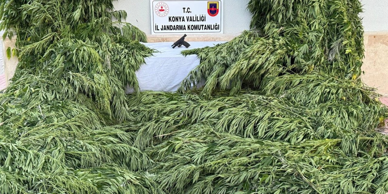 Konya'da ayçiçeği tarlasında kenevir ele geçirildi