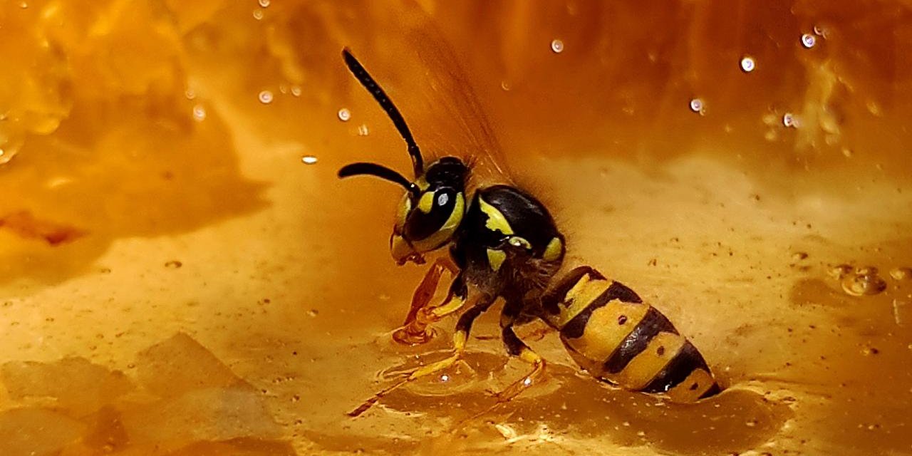 İran'ın İlam eyaletinde bal arılarının yüzde 80'i yok oldu