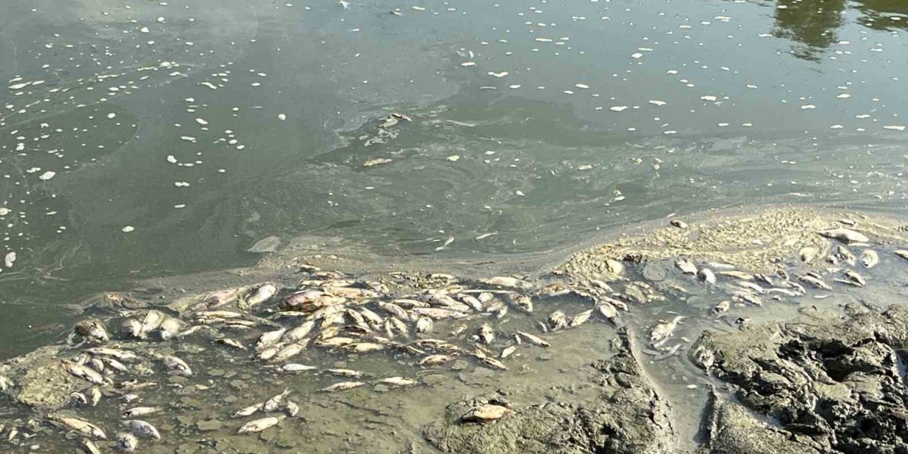 Kuraklık göleti vurdu, yüzlerce balık telef oldu