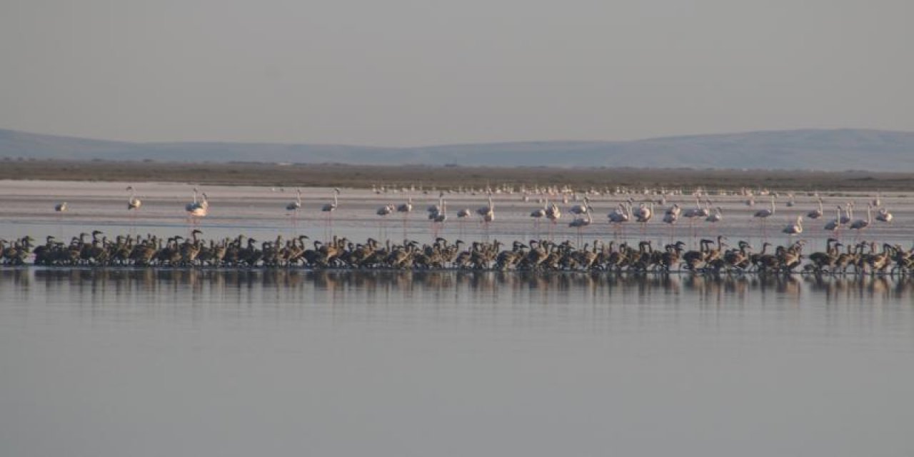 Tuz Gölü'nde bu yıl 4 bin 300 flamingo dünyaya geldi