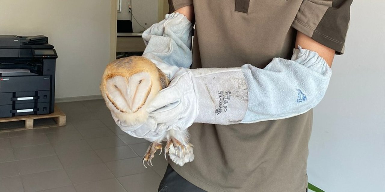 Konya'da yaralı bulanan baykuş tedavi edilecek