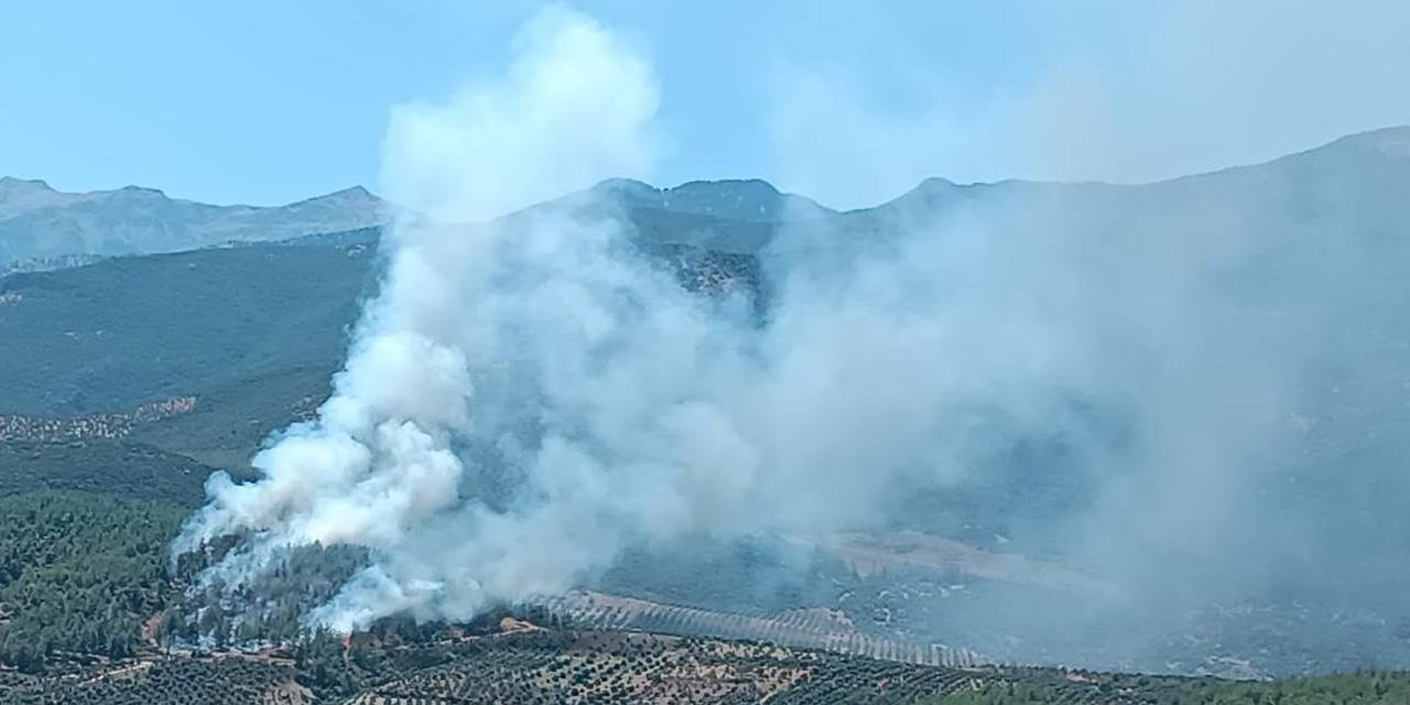 Hatay'da orman yangını