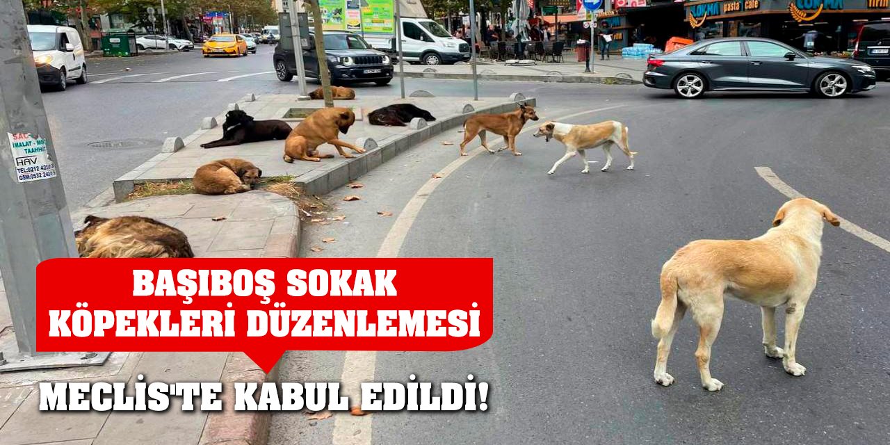 Başıboş sokak köpekleri düzenlemesi Meclis'te kabul edildi!