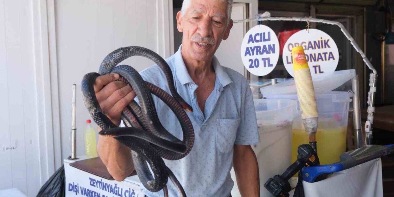 Koynunda beslediği yılanlar böyle ısırdı