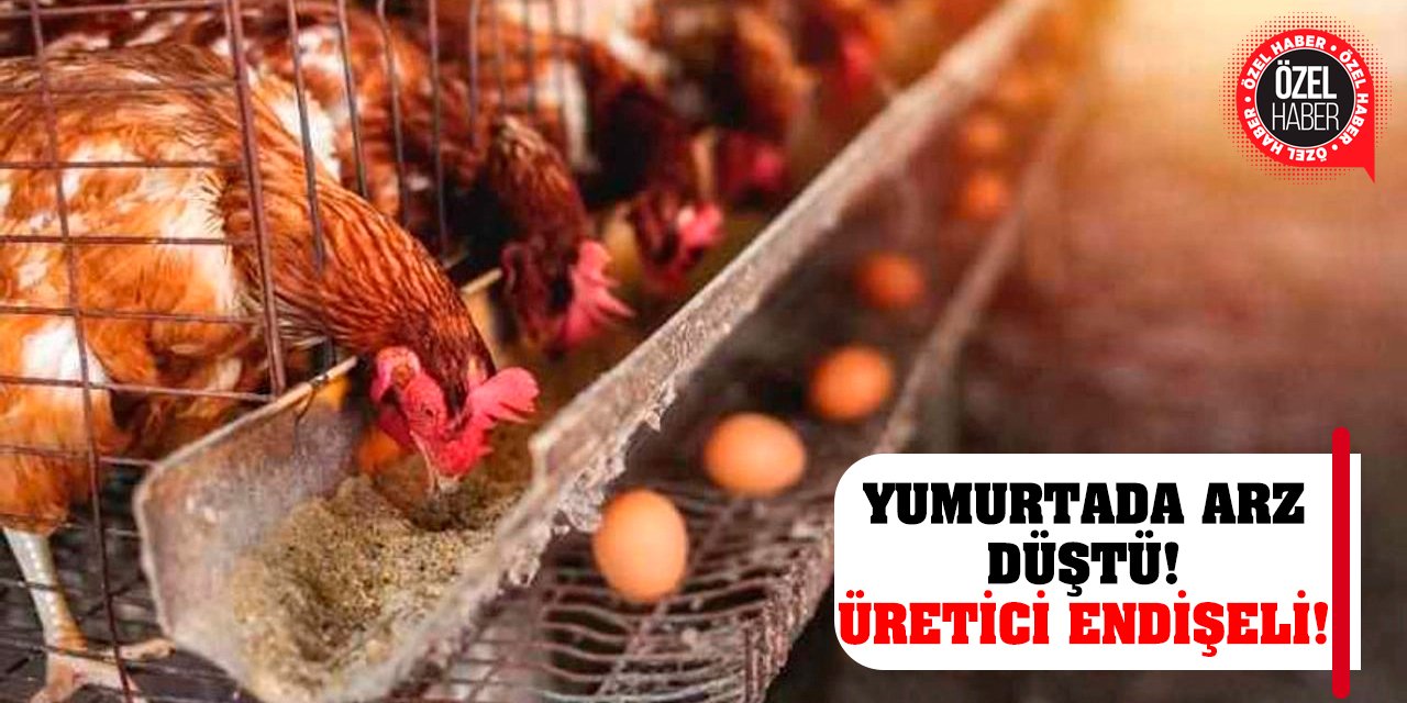 Yumurtada Arz Düştü! Üretici Endişeli!