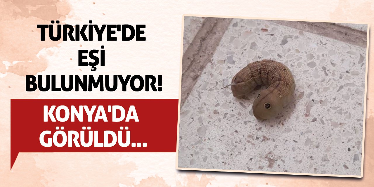 Türkiye'de eşi bulunmuyor! Konya'da görüldü...