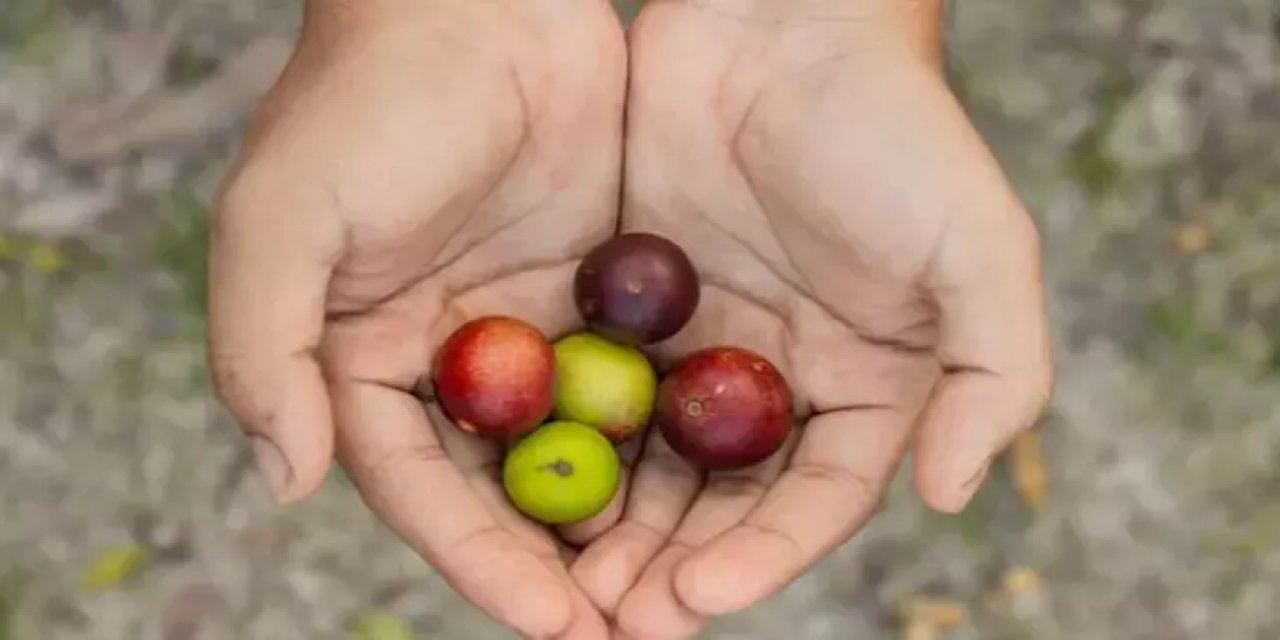 Doğada yetişen bedava vitamin! Meğer limondan 60 kat daha faydalıymış