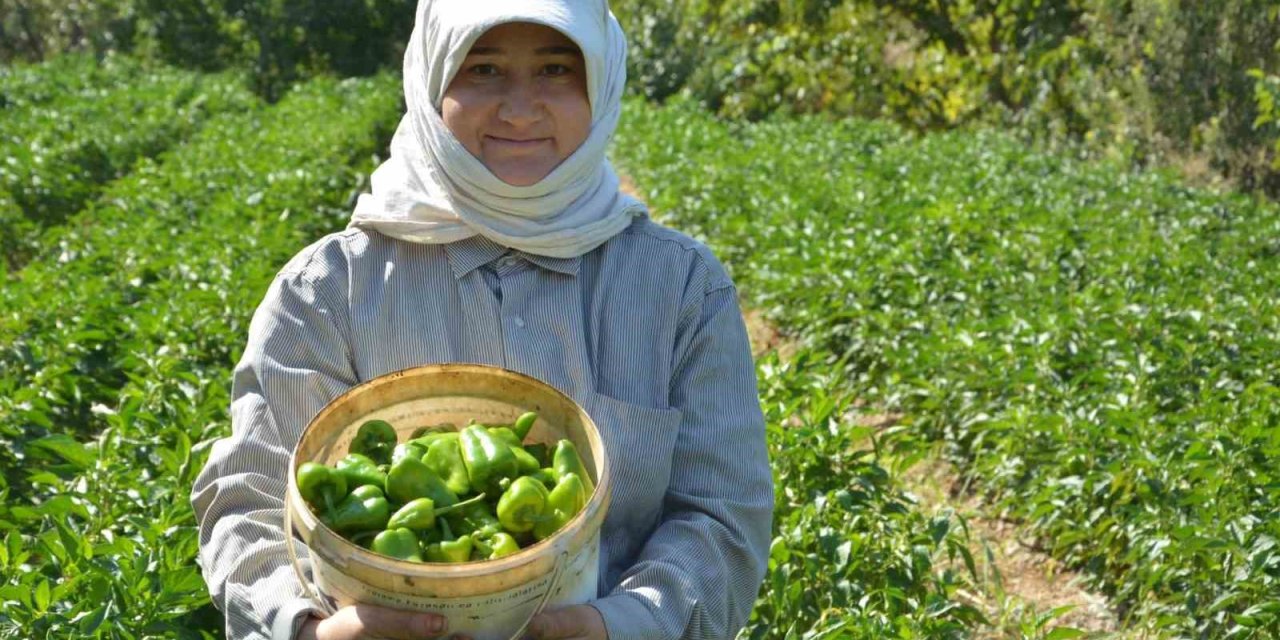 Turşuluk kardolua biber çeşidinin ilk hasadı yapıldı