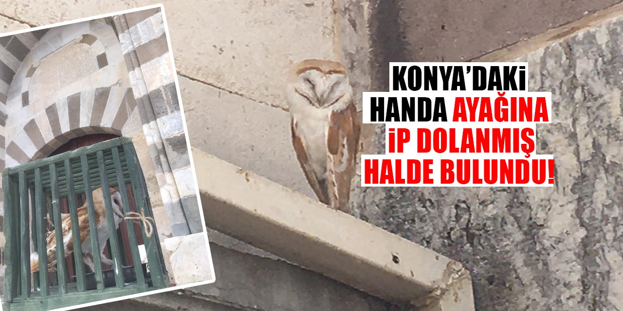 Konya’daki handa ayağına ip dolanmış halde bulundu!