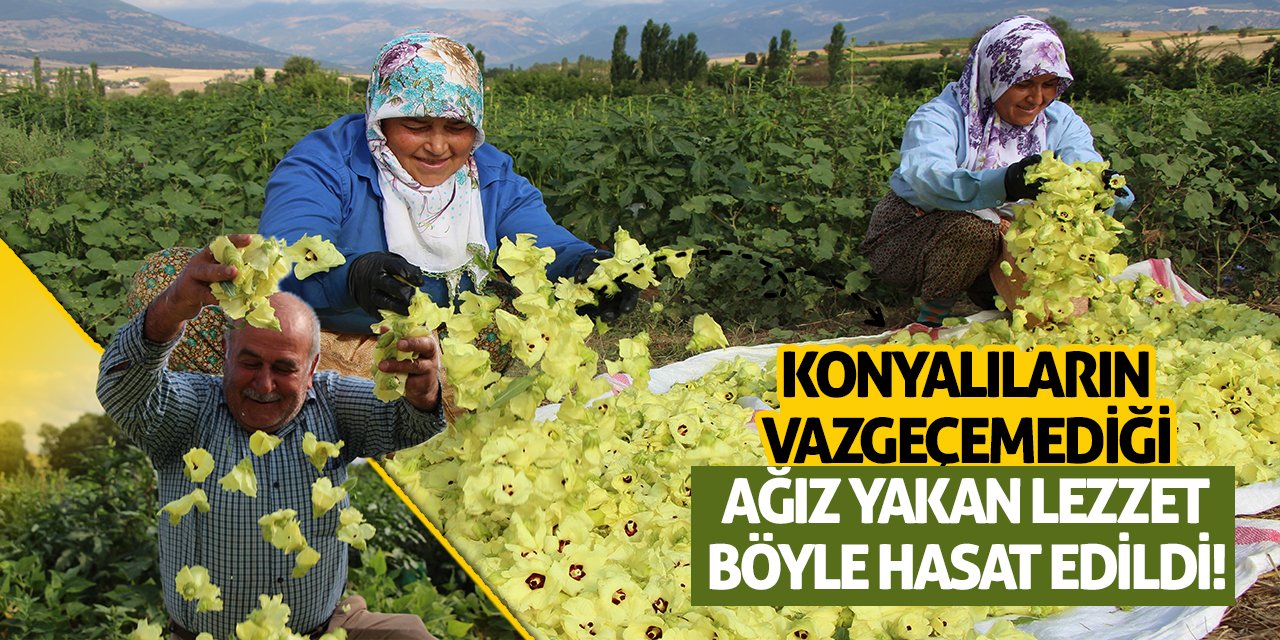 Konyalıların Vazgeçemediği Ağız Yakan Lezzet Böyle Hasat Edildi!