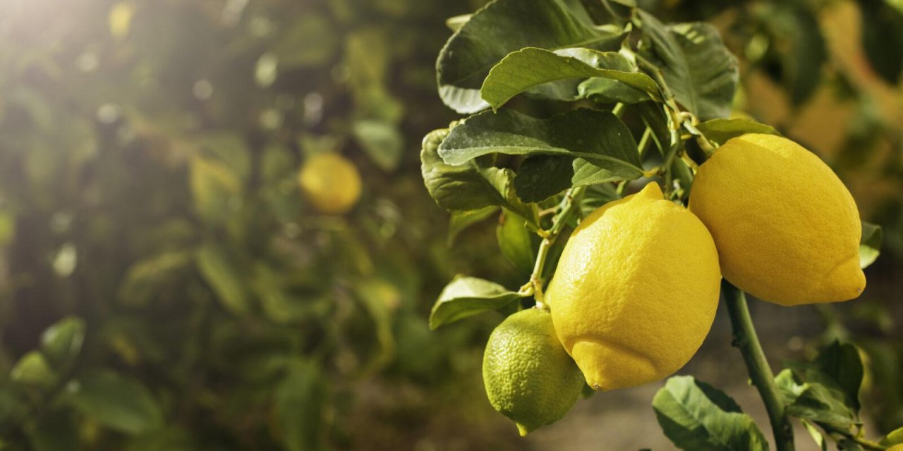 Herkesin yaptığı hata! Limonlu suyun faydasını sıfırlıyor!